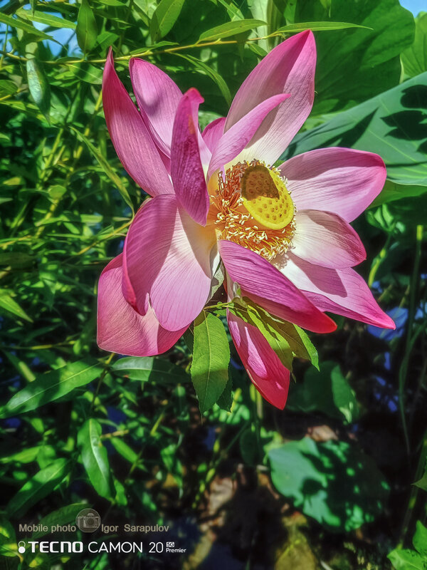 Лотос с Быковки - Игорь Сарапулов