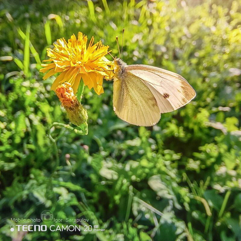 Белянка - Игорь Сарапулов