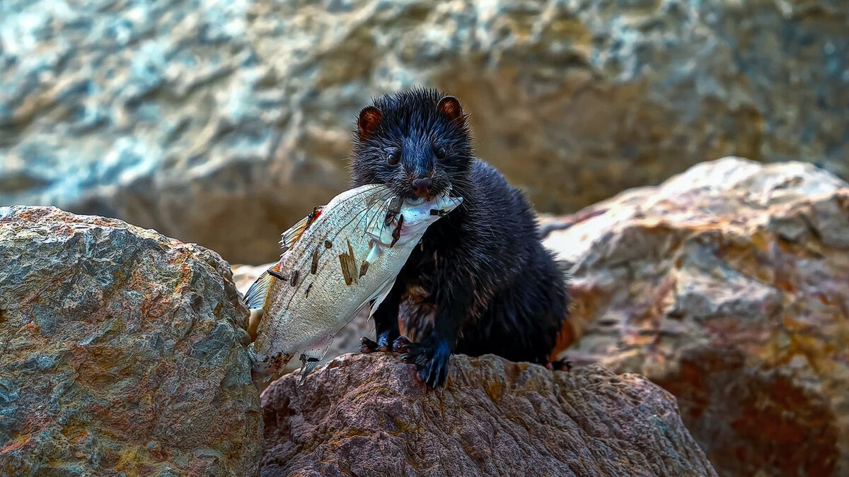 Американская норка - Aleksey Afonin
