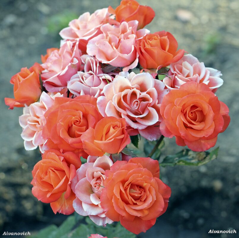 На одной ветке. - Андрей Андреев Андреев