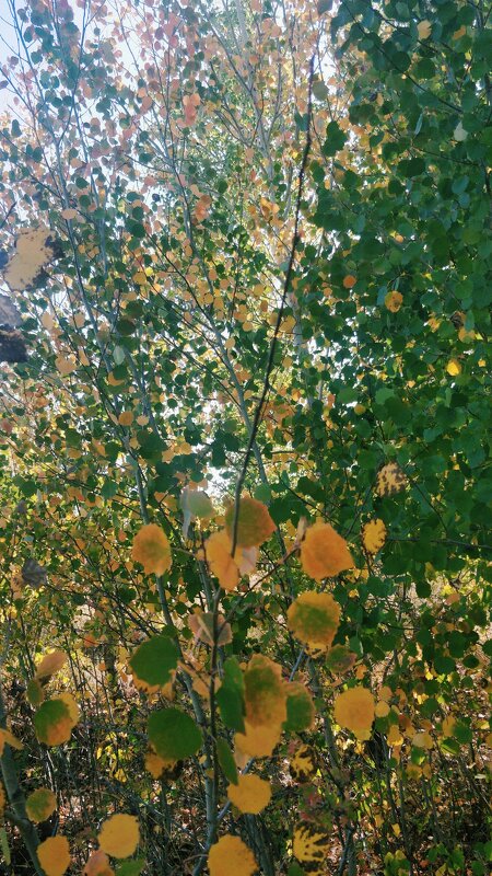 Осинки в сентябре - Андрей Хлопонин