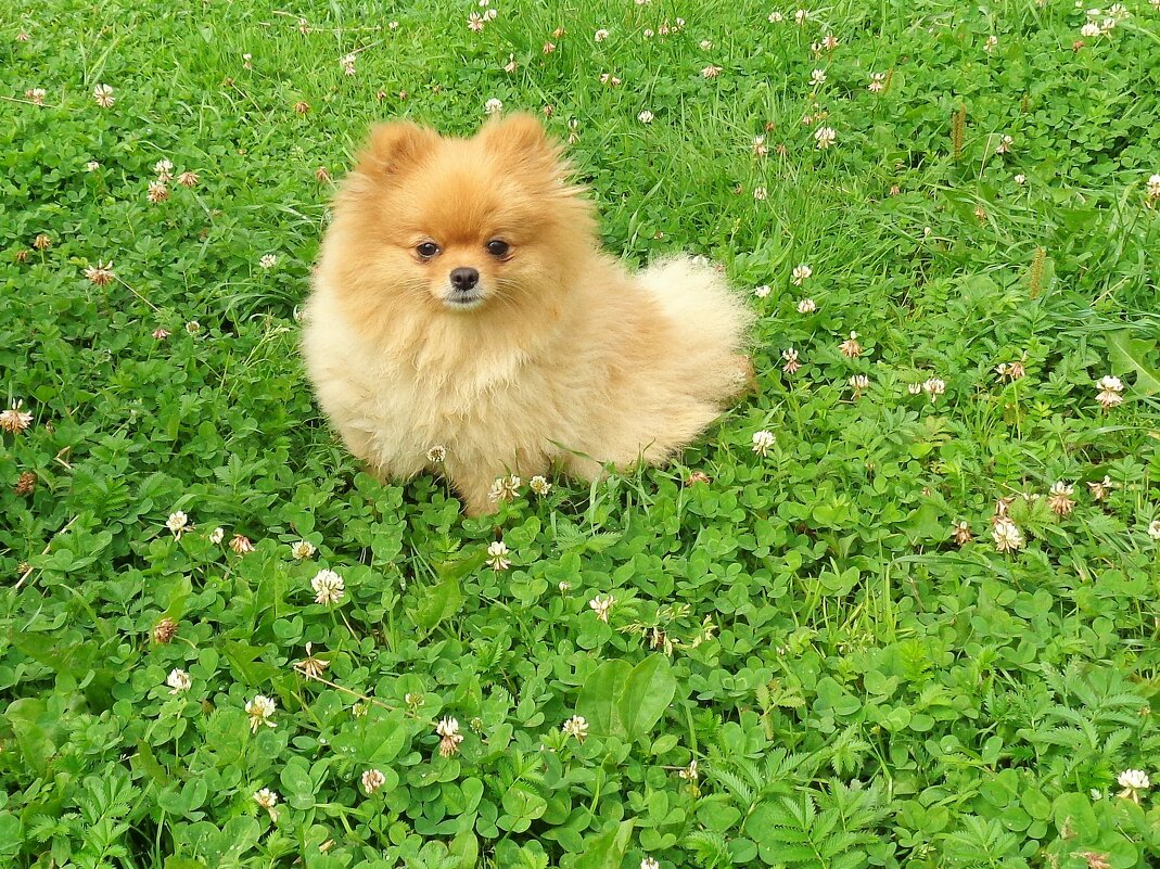 Шпиц - Наталья 