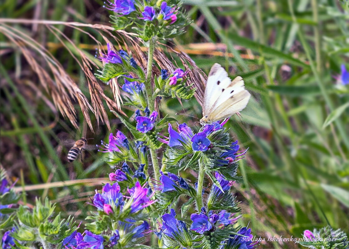 Синяк обыкновенный - Светлана Ищенко