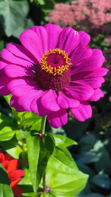 Циния. - Ольга 