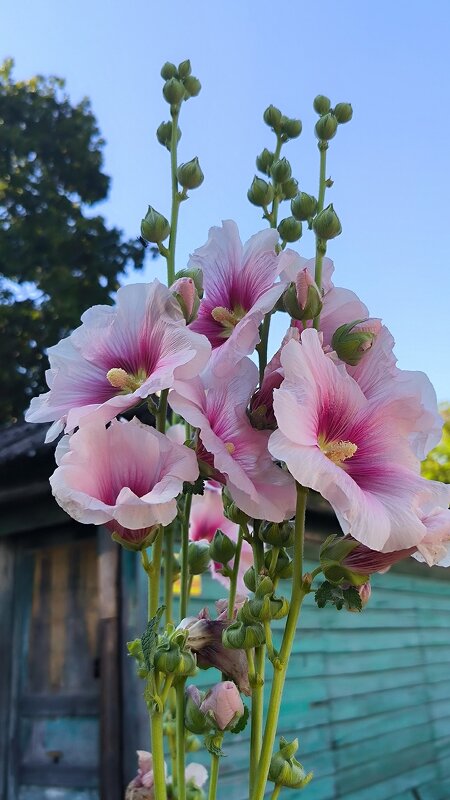 Шток-роза или мальва. - Ольга 