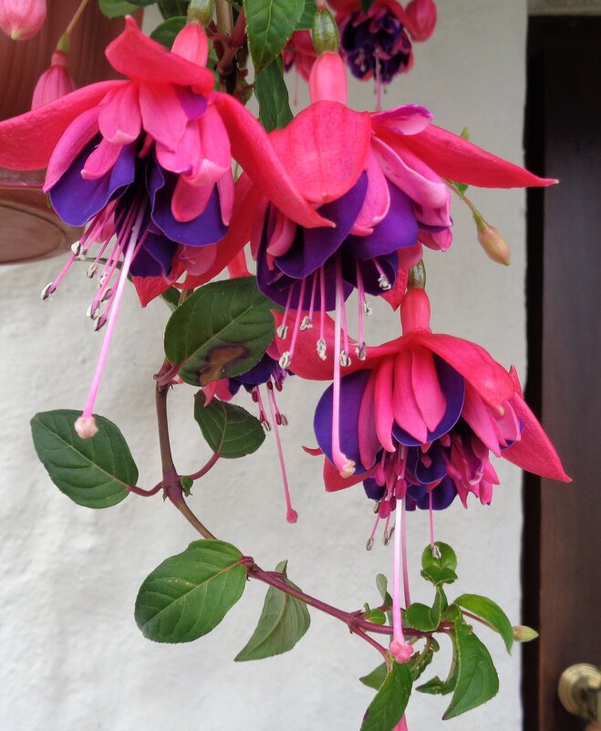 Фуксия - Наталья 