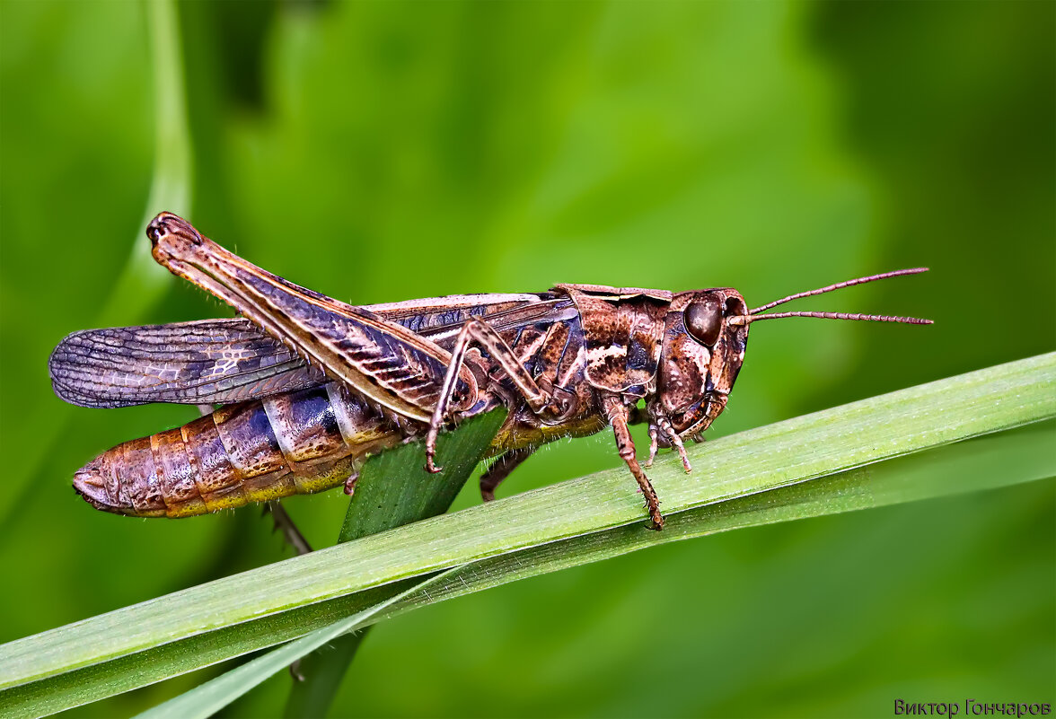 Кузнечик - Laryan1 Кузнечик - Laryan1