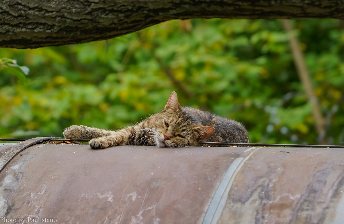 Прерванный сон... - Владимир Жданов