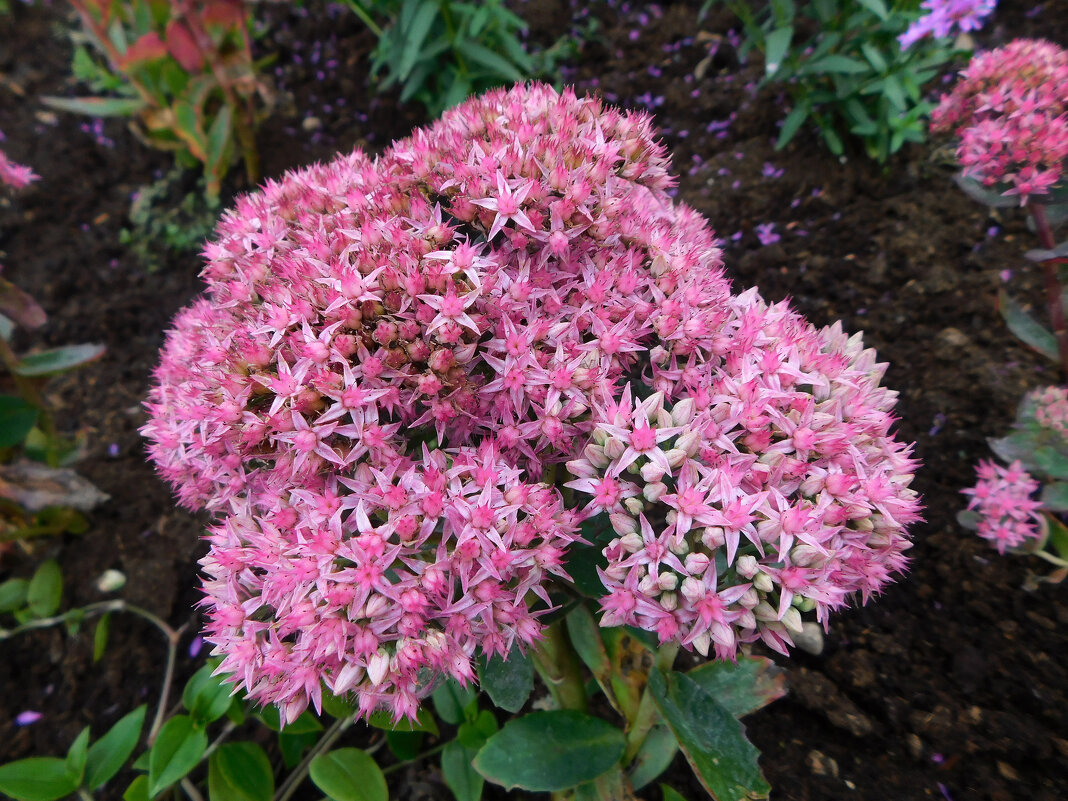 Седум (очиток) видный - Наиля Седум (очиток) видный - Наиля