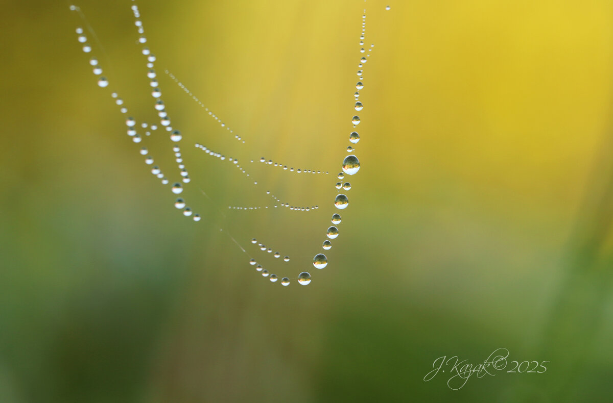 *** - Елена Kазак (selena1965) *** - Елена Kазак (selena1965)