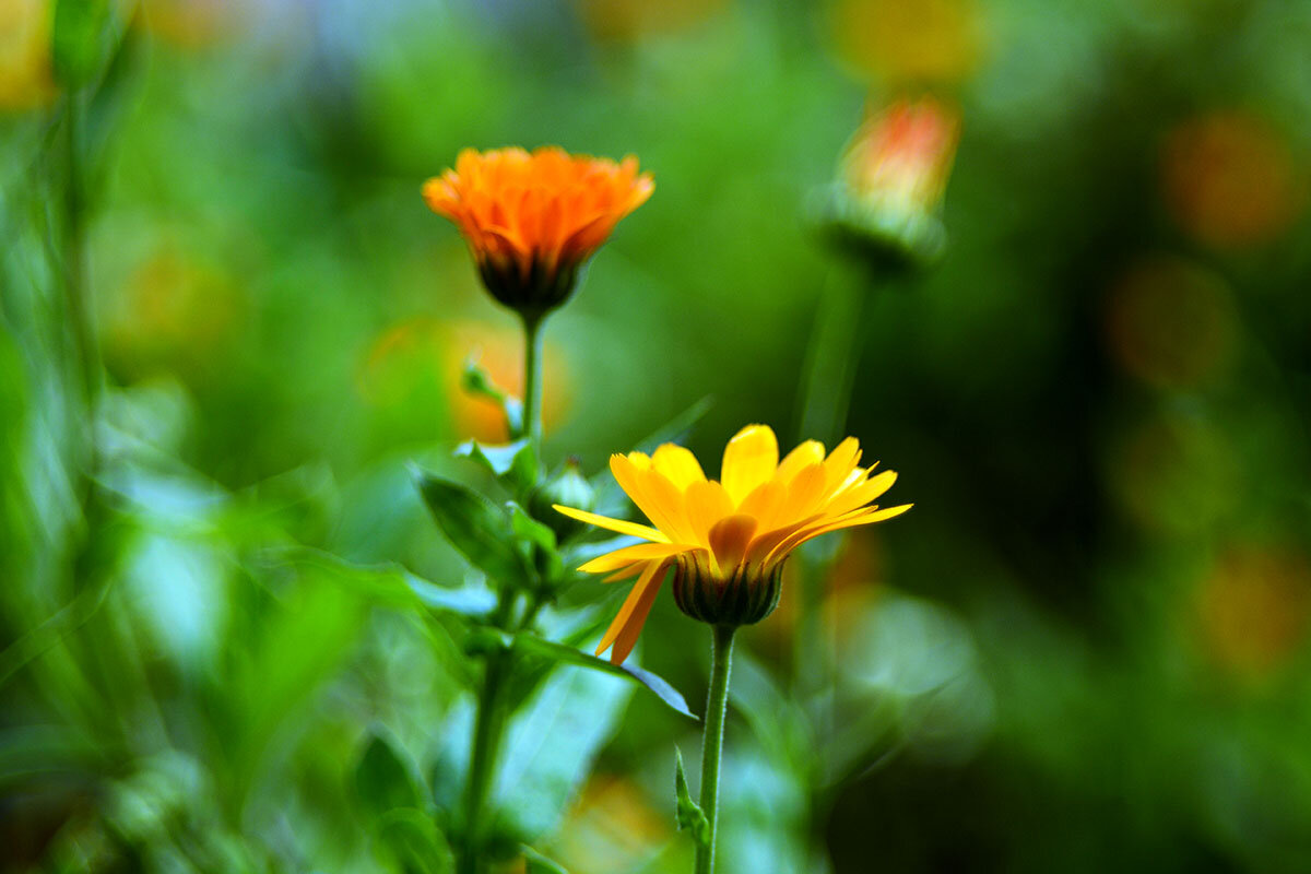 Календула лекарственная - Геннадий Супрун