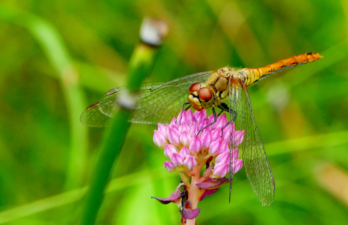 опять про стрекоз 1 - Александр Прокудин опять про стрекоз 1 - Александр Прокудин