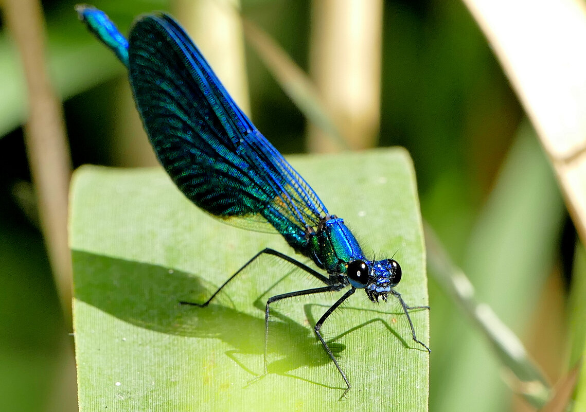 опять про стрекоз 5 - Александр Прокудин опять про стрекоз 5 - Александр Прокудин