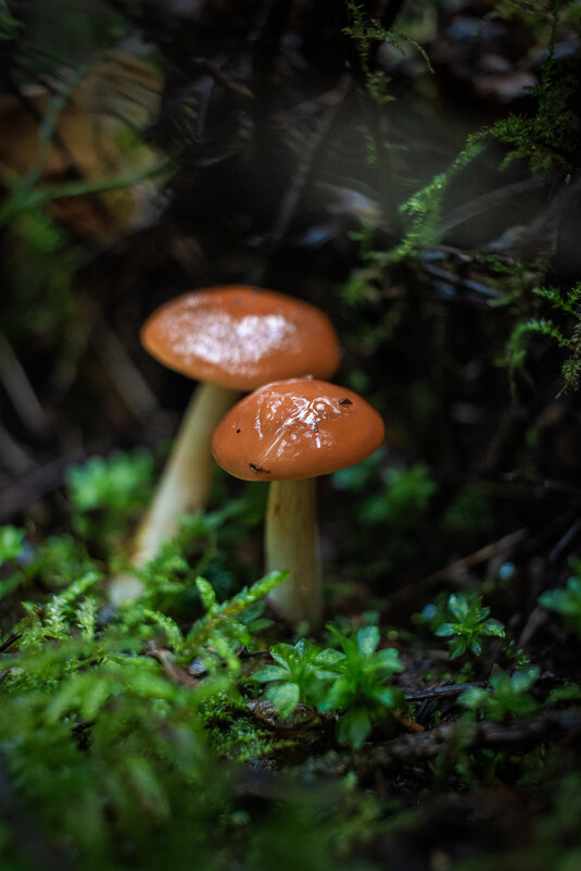 ... - Сергей Хабибула