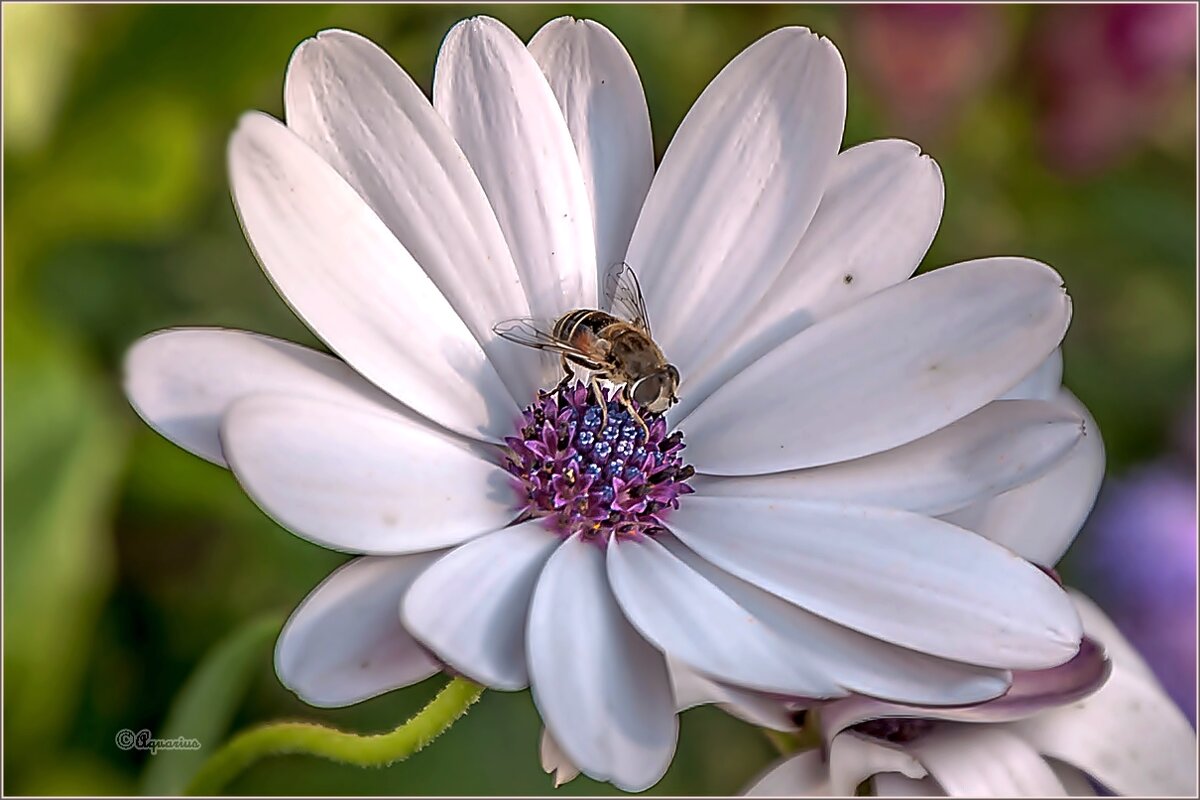 Пока ещё тепло... - Aquarius - Сергей Пока ещё тепло... - Aquarius - Сергей
