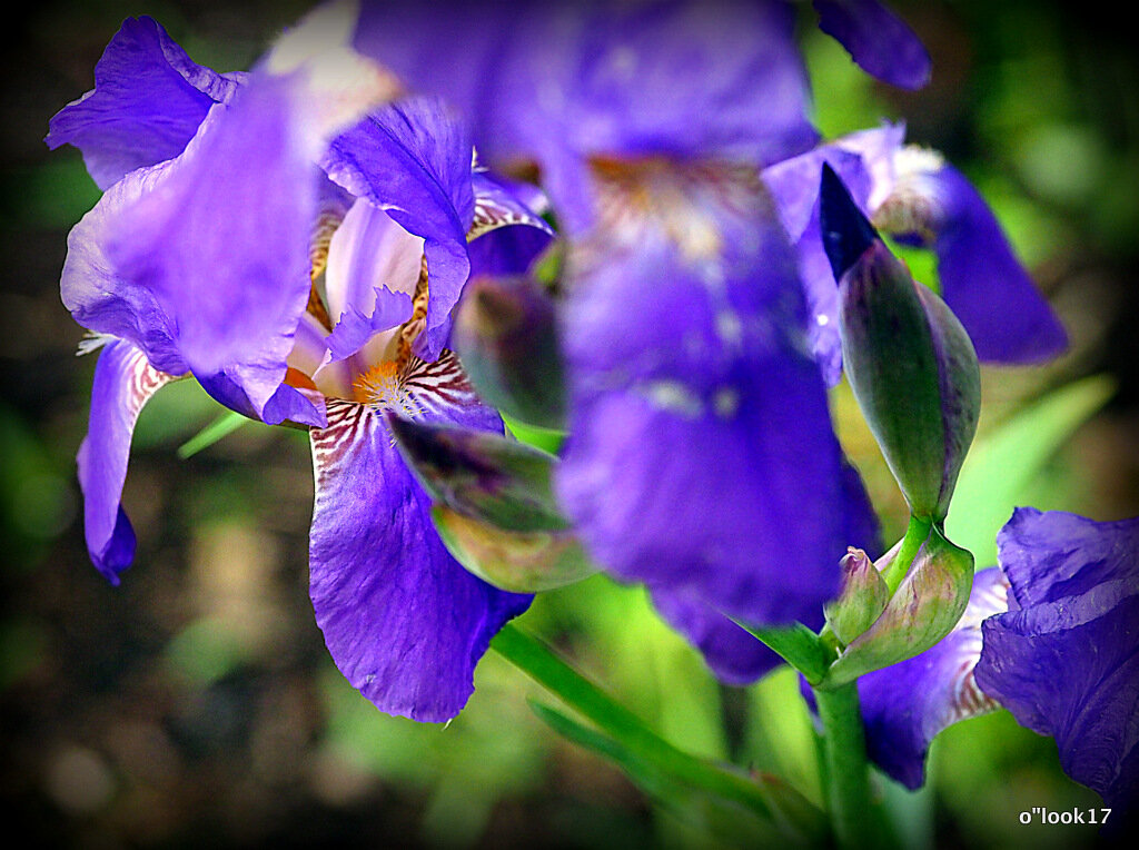 они на радость нам даны - Олег Лукьянов