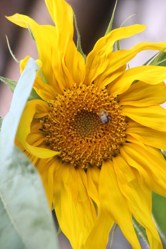 Про подсолнух - Наталья Герасимова