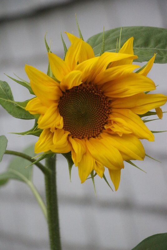 *** - Наталья Герасимова