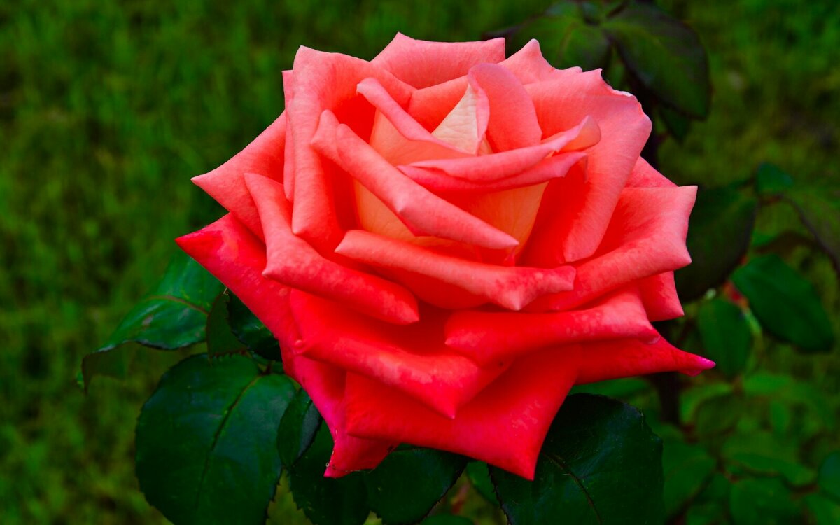 Роза в сентябре. - Милешкин Владимир Алексеевич Роза в сентябре. - Милешкин Владимир Алексеевич