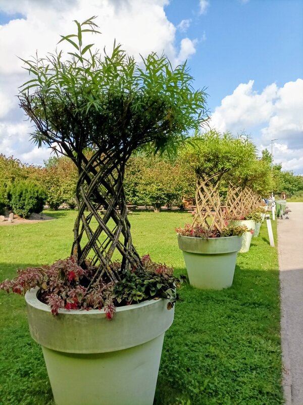 Вазоны с ивой прутовидной - Veera V