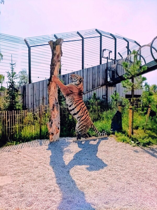 Как живой ) - Veera V