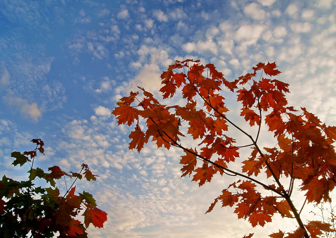 Красивая осенняя "зарисовка" - Игорь Тельцов