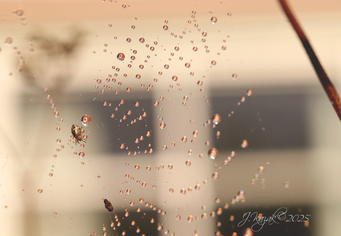 *** - Елена Kазак (selena1965)