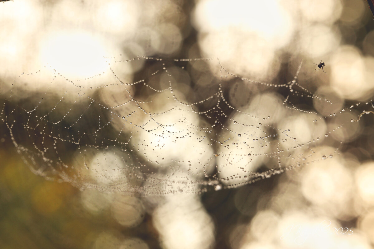 *** - Елена Kазак (selena1965)