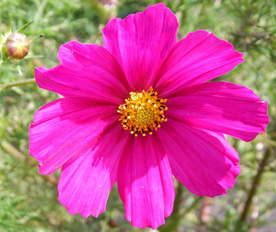 Осенняя прощальная краса! - Елена Хайдукова ( Elena Fly ) Осенняя прощальная краса! - Елена Хайдукова ( Elena Fly )