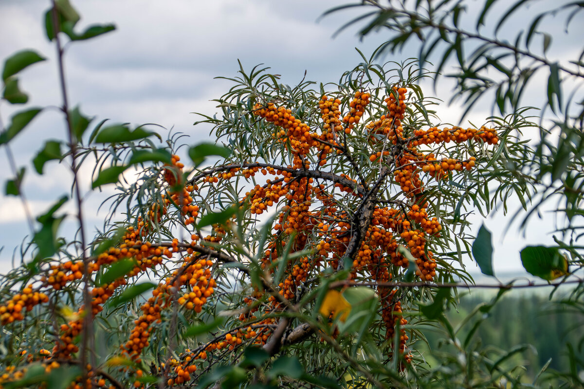 - - Владимир Мигонькин