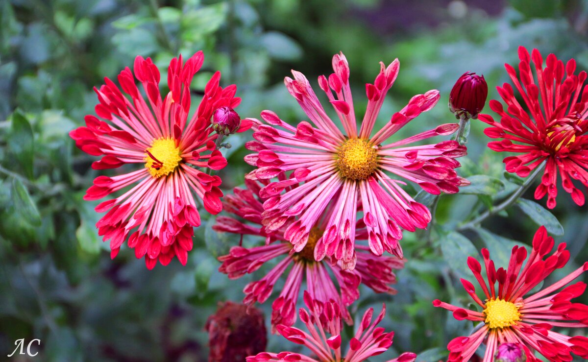 Хризантема садовая - Любовь Сахарова