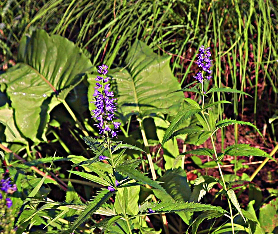 Сентябрь...Ещё цветит вероника! - Владимир 
