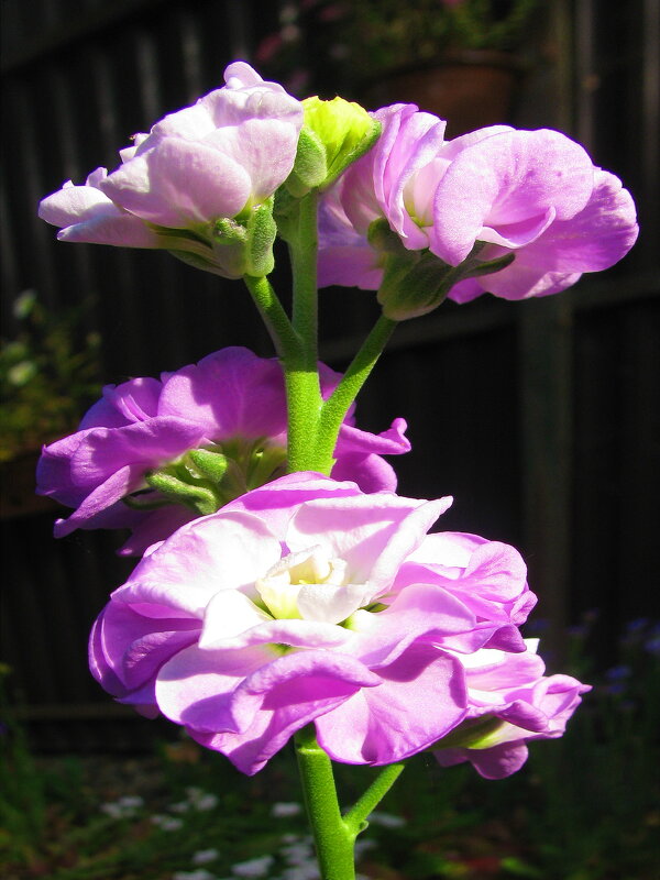 Левкой - Людмила Смородинская Левкой - Людмила Смородинская