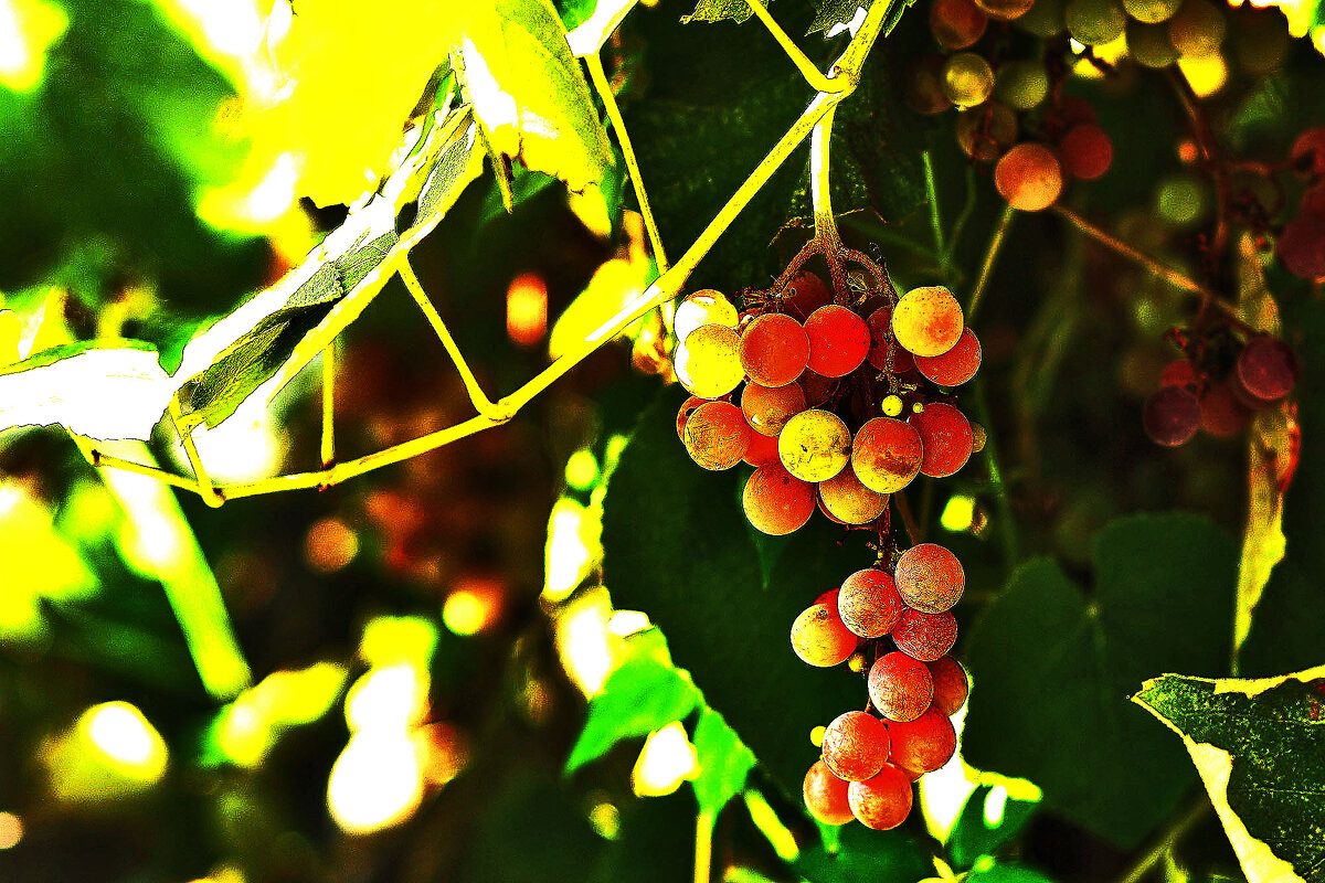 Почти созрел - Юрий Гайворонскiий