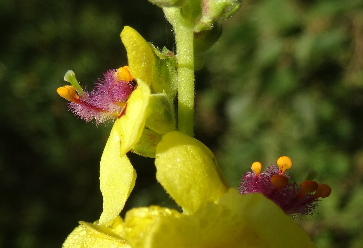 ... - kudrni Кудрявцева