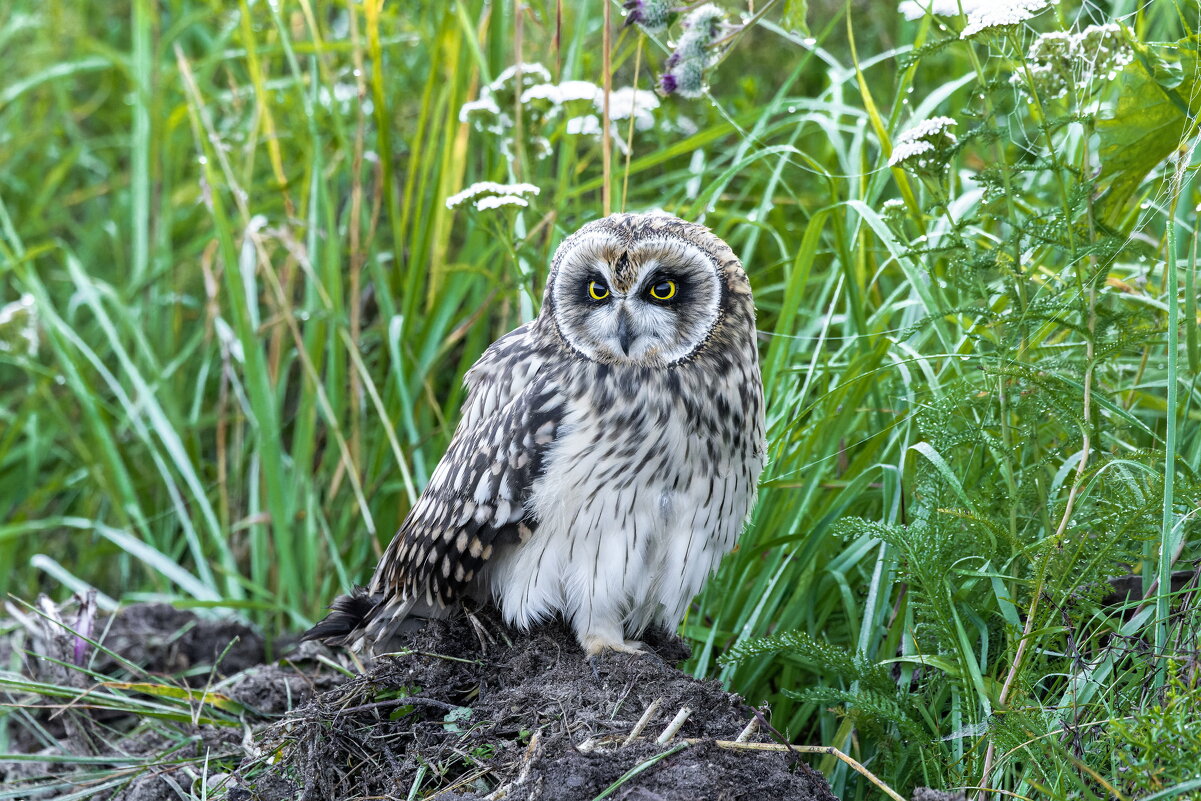 сова болотная - слеток. - юрий макаров