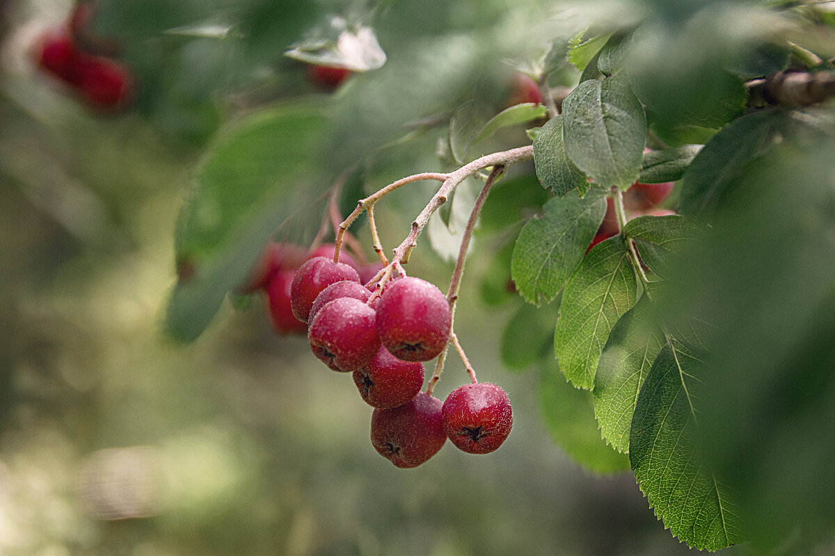 рябинка - Svetlana Galvez рябинка - Svetlana Galvez