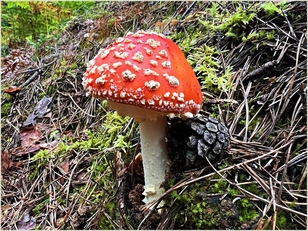 Мухомор красный. - Валерия Комова