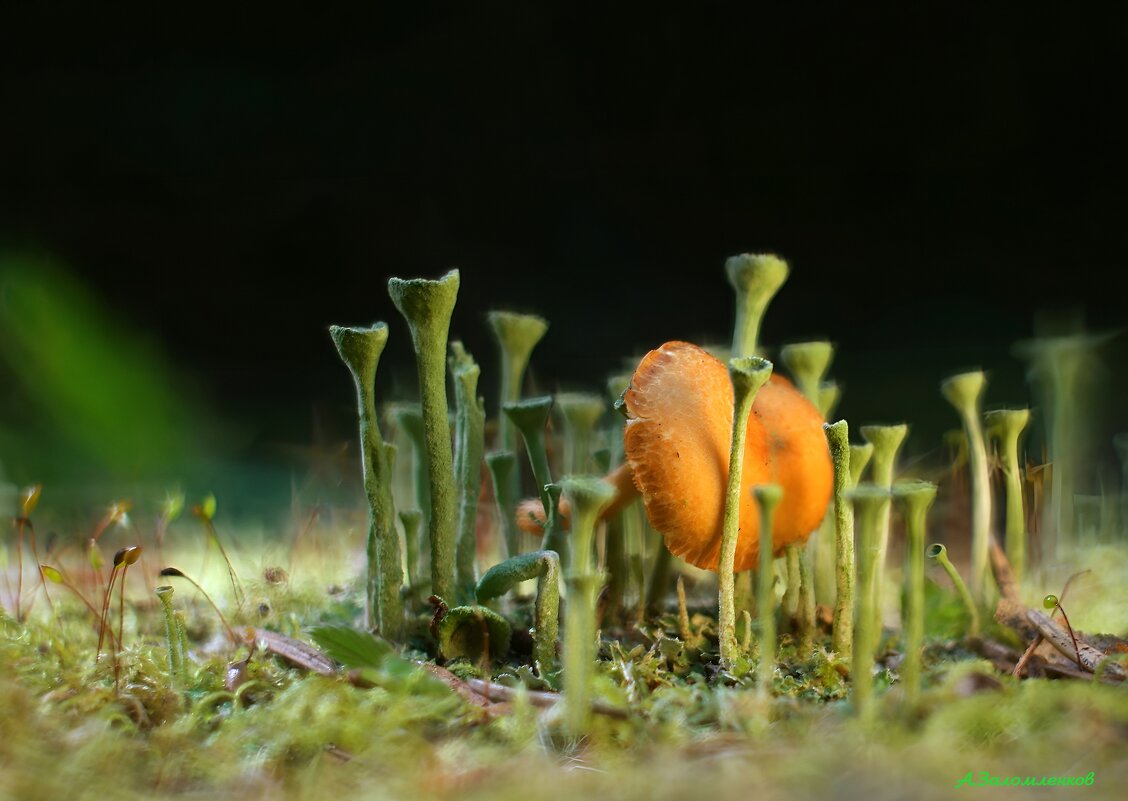 Этот удивительный мир грибов... - Андрей Заломленков Этот удивительный мир грибов... - Андрей Заломленков