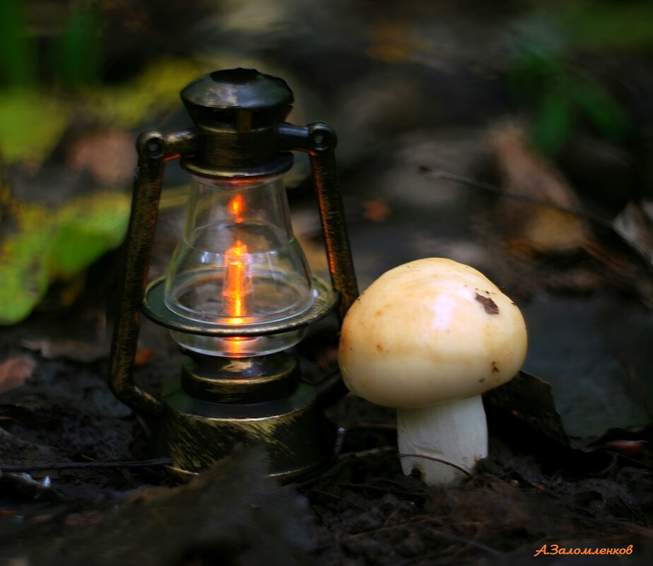 О таинстве рождения грибов... - Андрей Заломленков