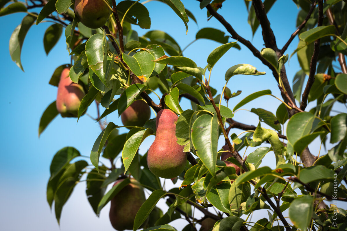 Груша. - Сергей К. 
