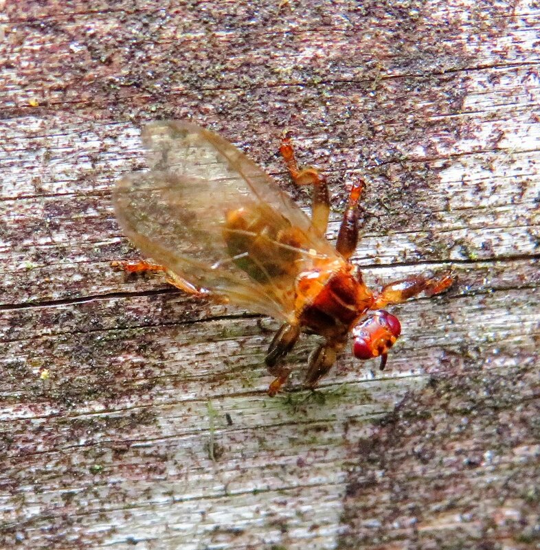 Лосиная муха - Андрей Снегерёв