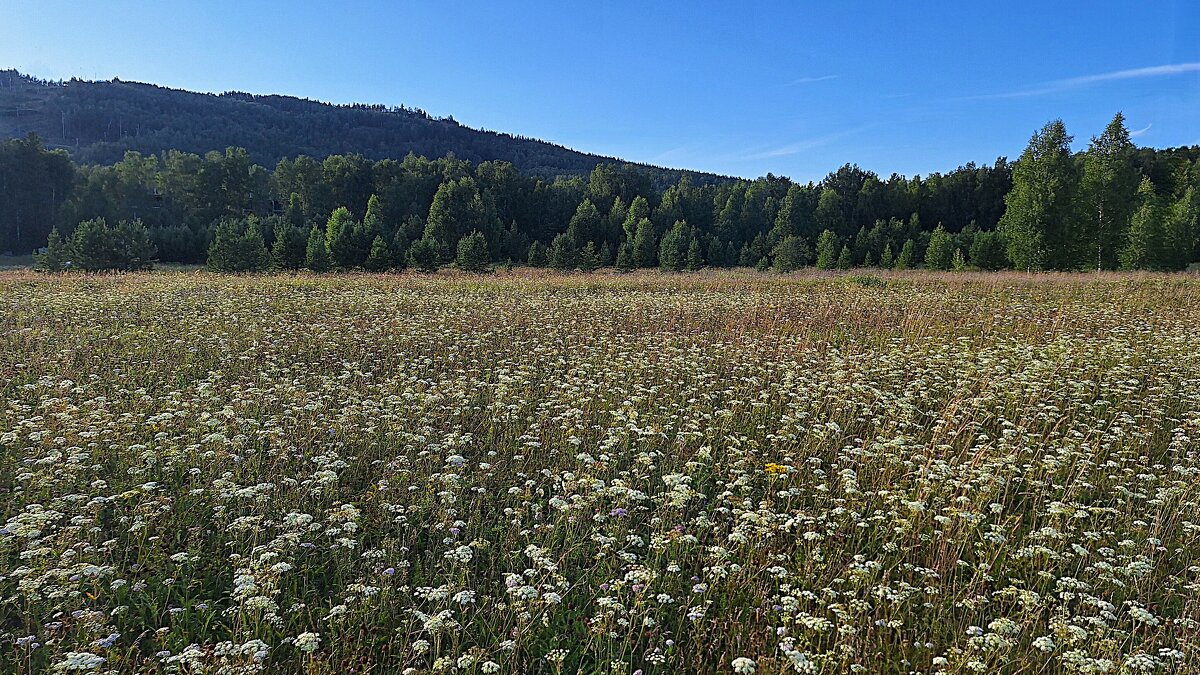 На лесной опушке - Hope 