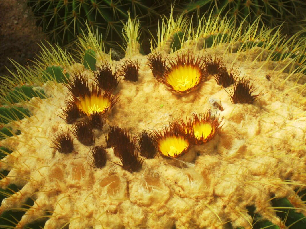 Кактус цветет - ирина 