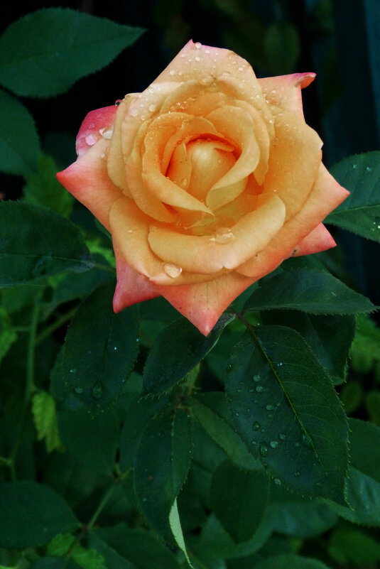 Роза  Флорибунда - Валентин Семчишин