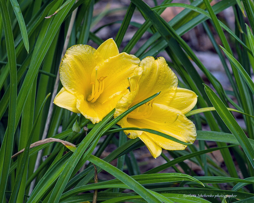 Лилейник - Светлана Ищенко Лилейник - Светлана Ищенко
