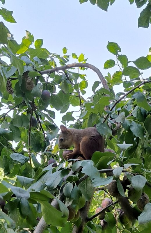 Дачный воришка - Александр Сансар