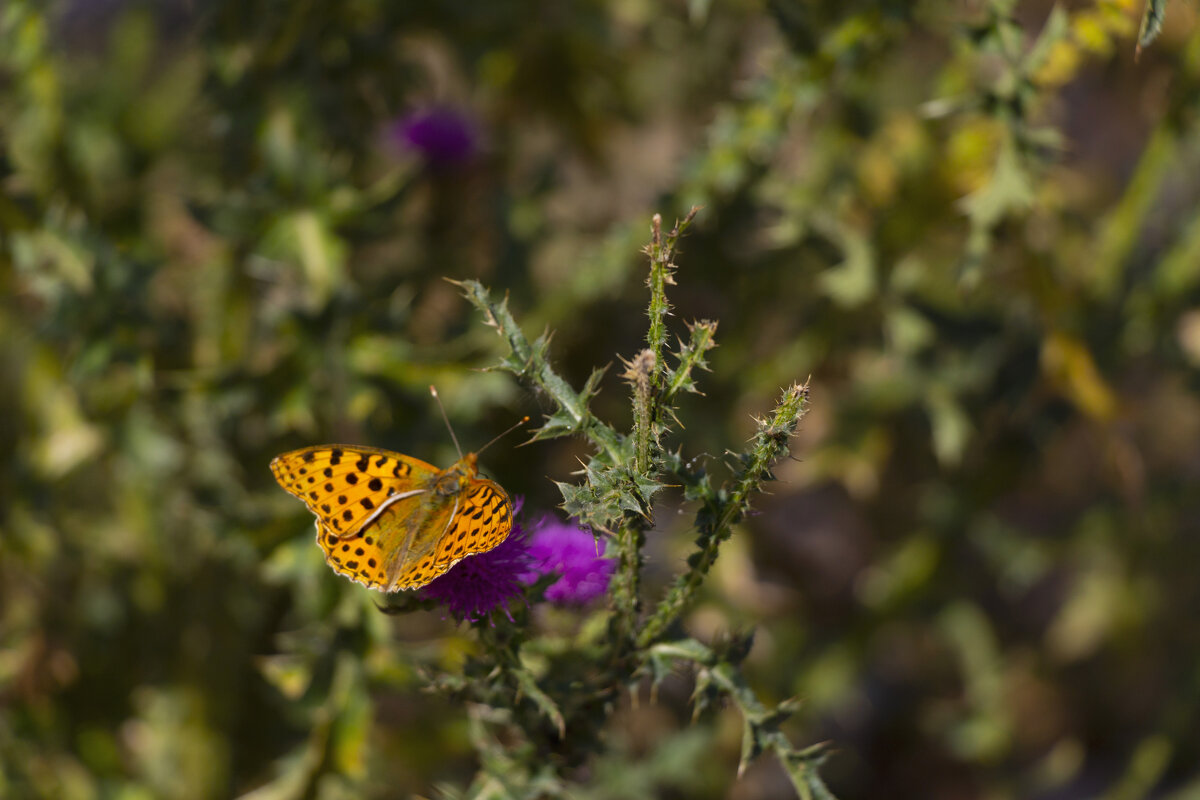 Трапеза - LudMila 