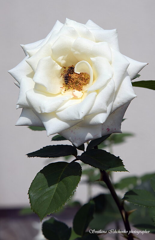 Королева цветочного мира - Светлана Ищенко