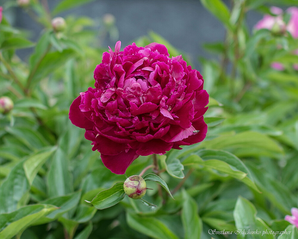 Пион – Роскошь и романтика ... - Светлана Ищенко